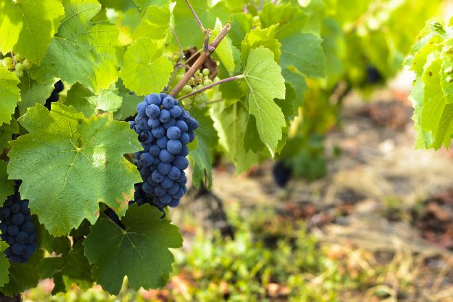 Beaujolais Nouveau: kiedy cały świat próbuje młodego beaujolais?